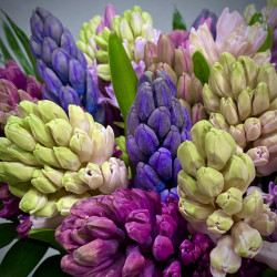 Hyacinths