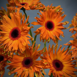 Simply Gerberas