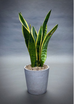 Sansevieria